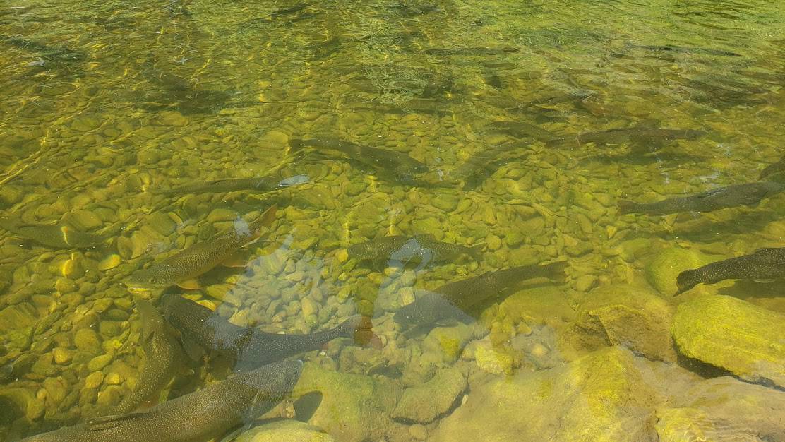 Seeing the trout at the Fish Hatchery in Story, Wyoming