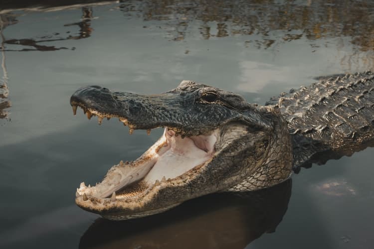 Getting a bit too close to an alligator at Rip's Rookery Louisiana